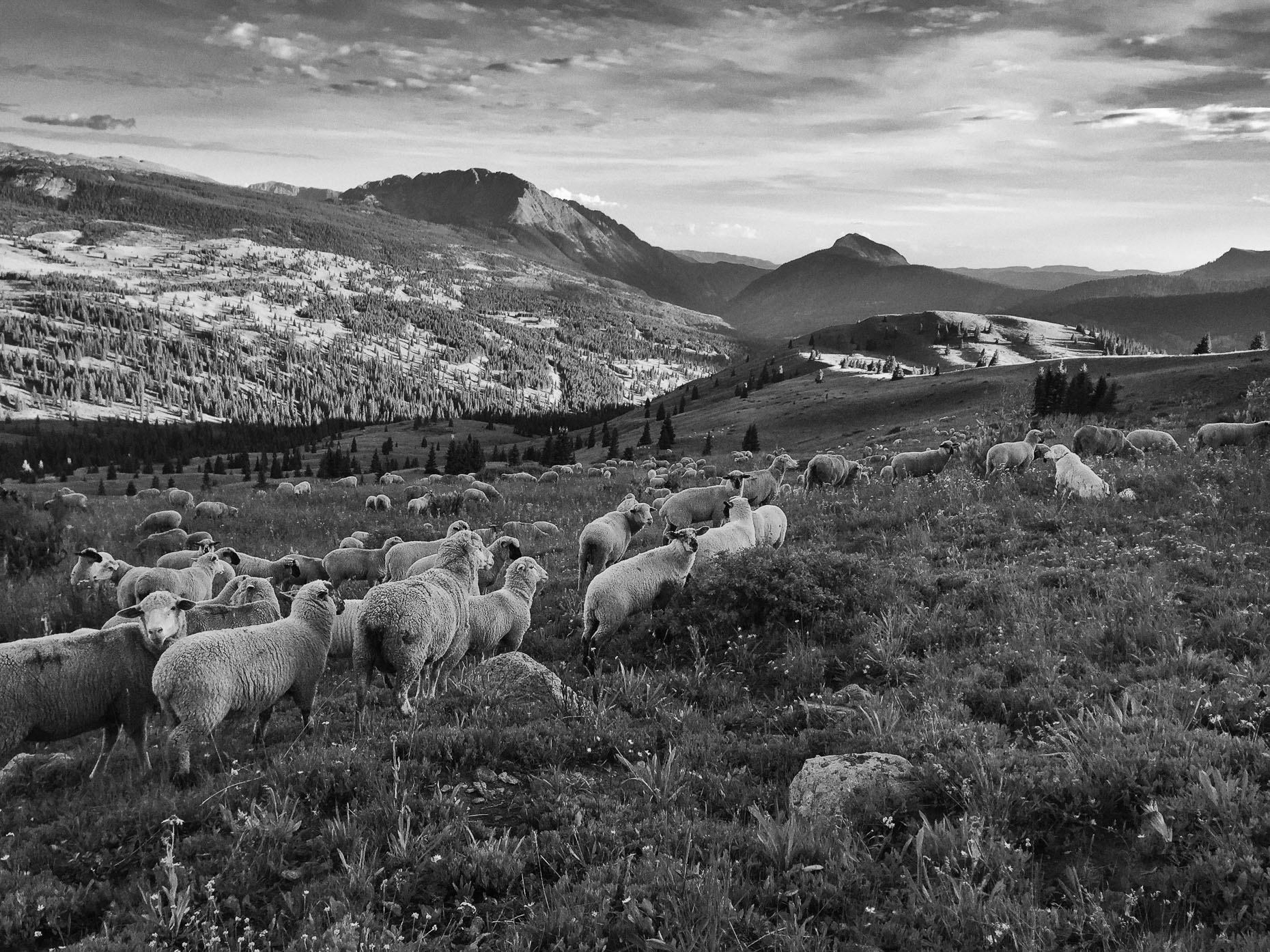 Molas Pass Sheep