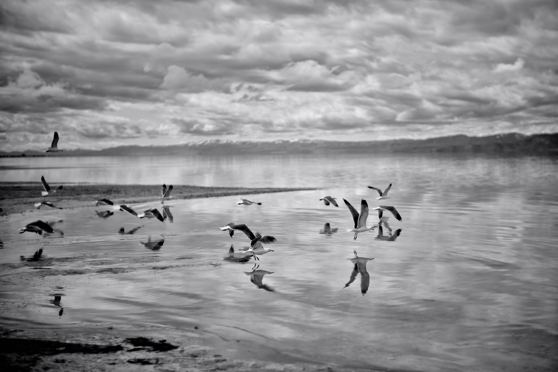Great Salt Lake Seagulls